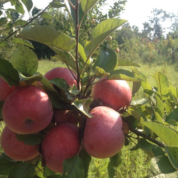 станция пальмира