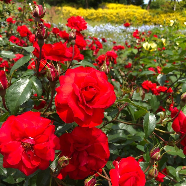Photos At 馬見丘陵公園 バラ園 Garden