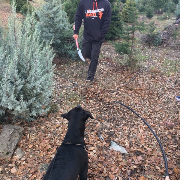 Crest Ranch Christmas Tree Farm 12500 Empire Grade