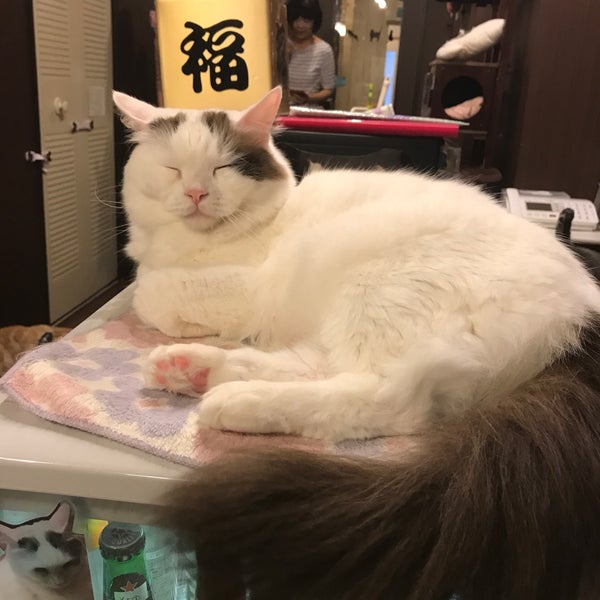Cat Cafe Nyanny Akiba 秋葉原 外神田4 8 3 Cat Cafe Nyanny Akiba 秋葉原 外神田4 8 3