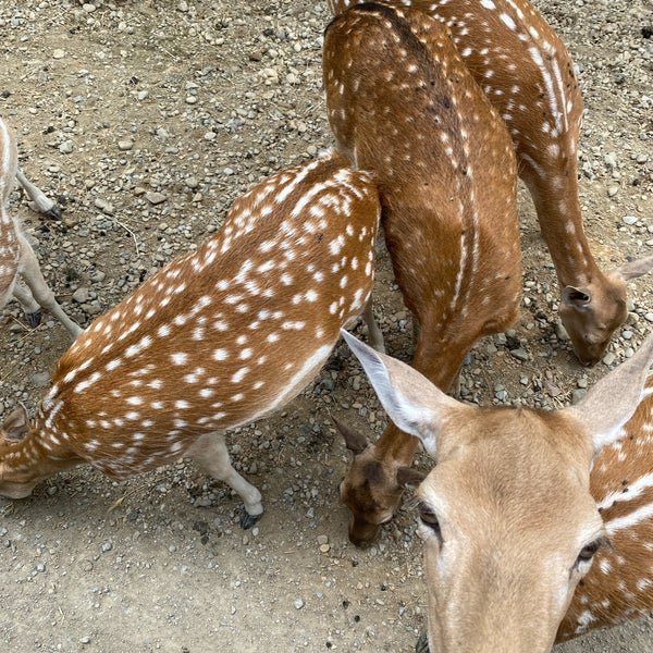 Farm at Walnut Creek Zoo