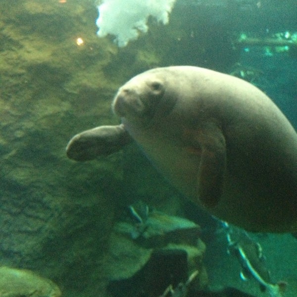 Dallas World Aquarium - 4295660 4 5w9 NwYT8QaXOFrFKbos66ZIZN0KRMP1ApozKW0VY