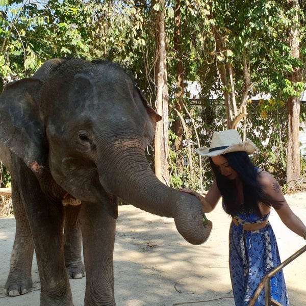 Elephant sanctuary park. Парк слонов Пхукет. Green Elephant Sanctuary Park Phuket. Центр реабилитации слонов в Южной Африке. Реабилитация слонов.