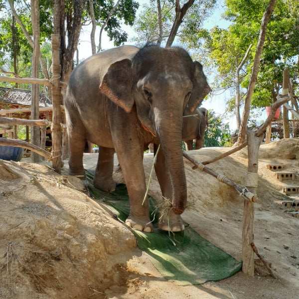 Парк слонов Пхукет. Грин Элефан Санктури Пхукет. Green Elephant Sanctuary Park. Land & House Park Phuket. Green elephant sanctuary
