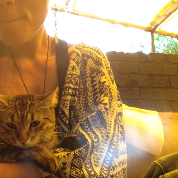 Уютная летняя терраса с милым котом