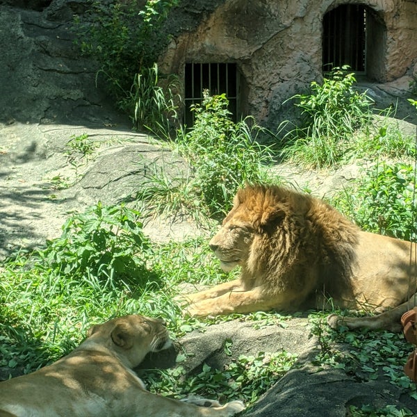 東山動物園 ライオン舎 千種区 3 Tavsiye Da Fotograflar