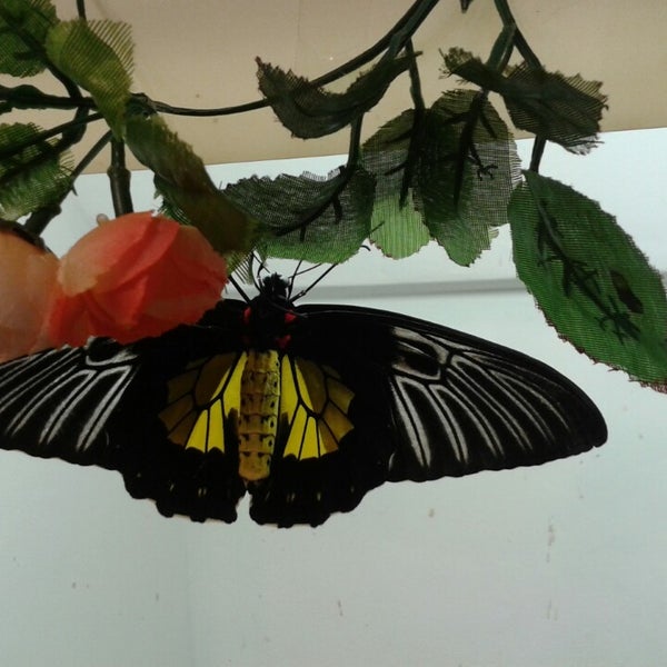 10/17/2013にАлексей И.がМузей живых бабочек «Тропический рай»で撮った写真