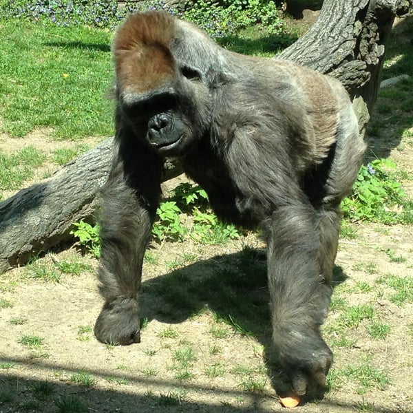 Снимок сделан в Bronx Zoo пользователем Jamyn E. 4/28/2013