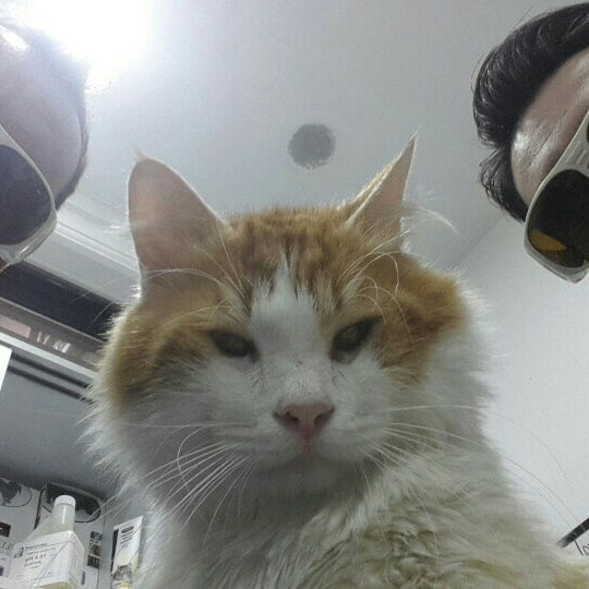 Das Foto wurde bei Cat Hospital Kedi Hastanesi von Çetin A. am 12/4/2015 aufgenommen