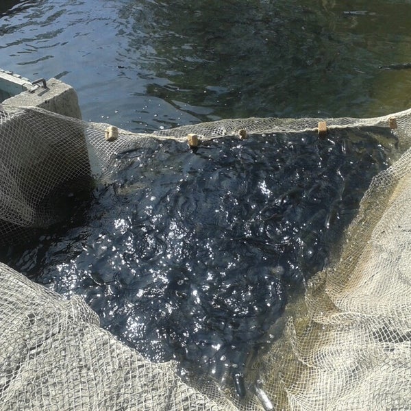 рыбное хозяйство норвегии. центр рыболовства. чердак рыболова тц экстрим. рыбопромышленный комплекс калининградской области. рыболовство в арктике.