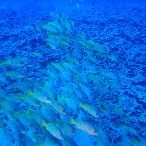 Photo taken at Atlantis Submarines Maui by Sam D. on 7/12/2014