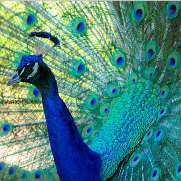 Plumpton park zoo coupon