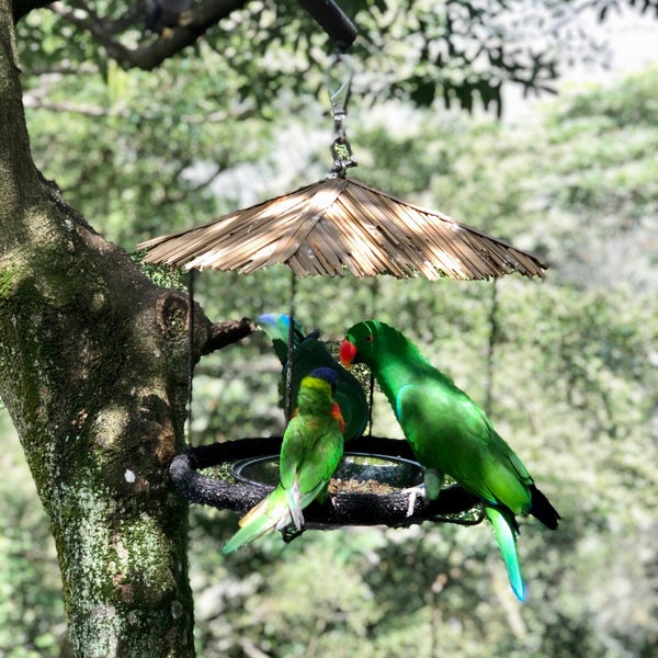 2/23/2020 tarihinde Janie C.ziyaretçi tarafından Jurong Bird Park'de çekilen fotoğraf