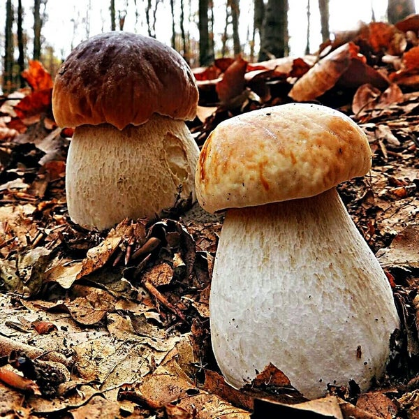 Такі гриби в лісі в кілометрі від нашої корчми...