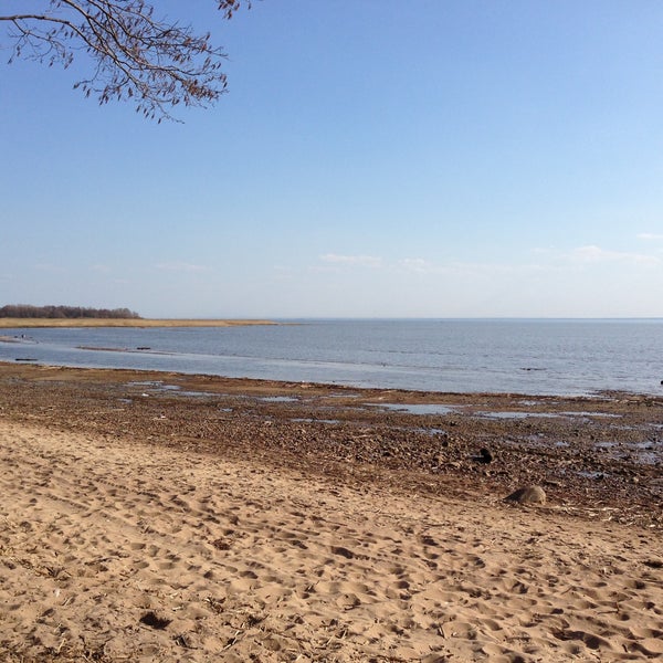 Морские дубки пляж лисий нос