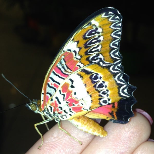 Снимок сделан в Музей живых бабочек «Тропический рай» пользователем Алена 4/20/2013