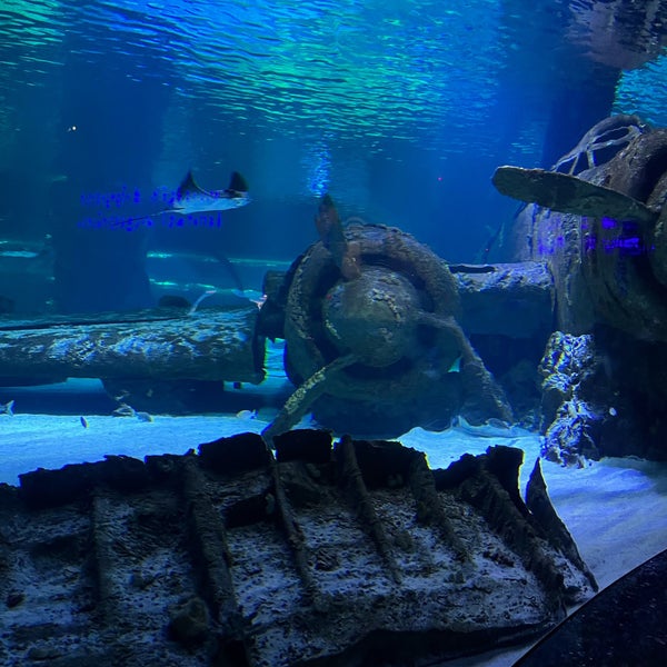 3/13/2024 tarihinde baharak J.ziyaretçi tarafından Antalya Aquarium'de çekilen fotoğraf