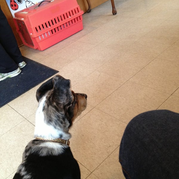 vca roberts animal hospital