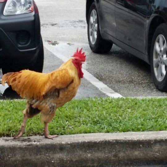 The Coop Antiques 1 tip from 45 visitors