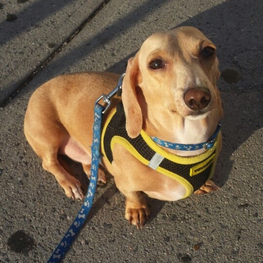 Animal Pantry Ozone Park Ozone Park Ny