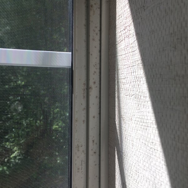Mold on the window sill.