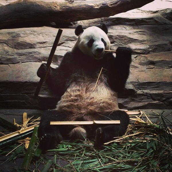 фитнес клуб панда. панда центр вологда. панда центр вологда. панда центр вологда. панда центр вологда.