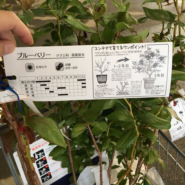 ジョイフル本田 ガーデンセンター 市原店 Floreria En 市原市 ジョイフル本田 ガーデンセンター 市原店 Floreria En 市原市