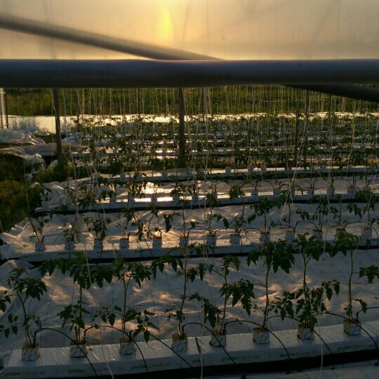 Цветы Эквадор Greenhouses