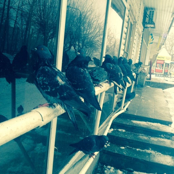 Ул сталеваров 54 череповец. Аптека озерки владимир проспект строителей. Соцзащита череповец сталеваров 54. Строителей 32 череповец. Строителей 32 череповец.