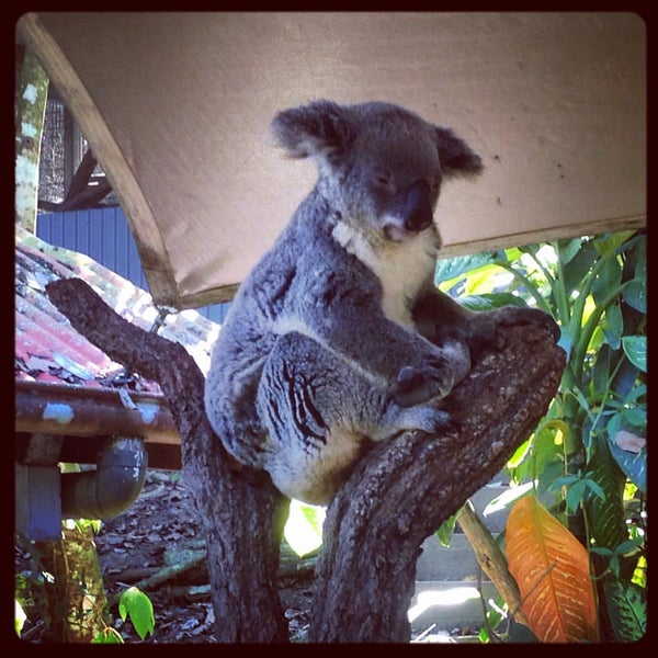 Foto diambil di Kuranda Koala Gardens oleh Sasha G. pada 9/4/2015