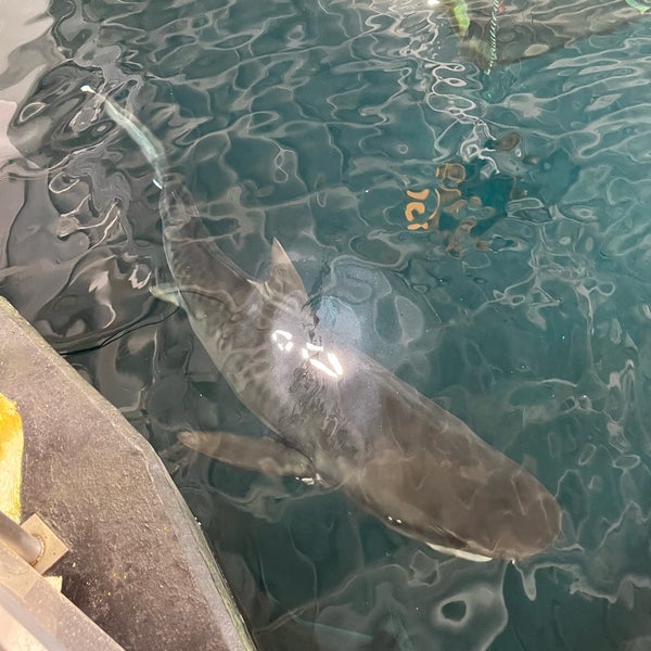 Foto diambil di Acuario de Veracruz oleh Ricardo R. pada 4/25/2022