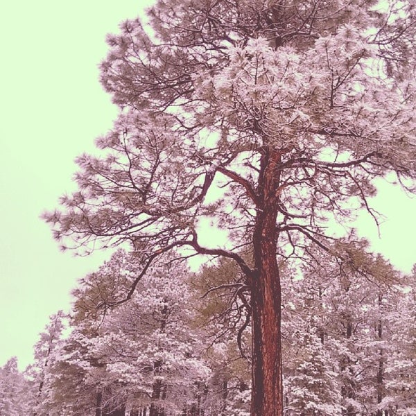 Flagstaff Phoenix, AZ