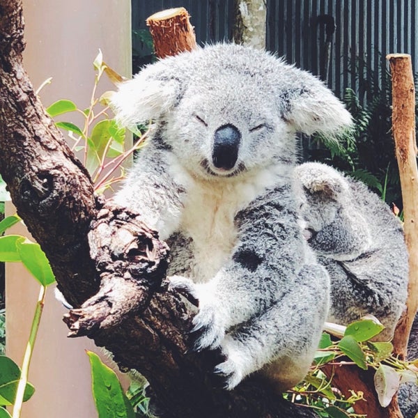 🐨 are the main attraction. They are just so darn cute 😍 If only they wouldn't just sleep all the time (ALL of them were asleep!!). Also, there aren't that many to look at.