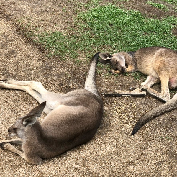 10/14/2018 tarihinde Lisa S.ziyaretçi tarafından Kuranda Koala Gardens'de çekilen fotoğraf
