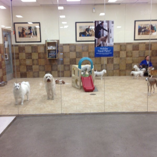 Does Petsmart Have Dog Daycare