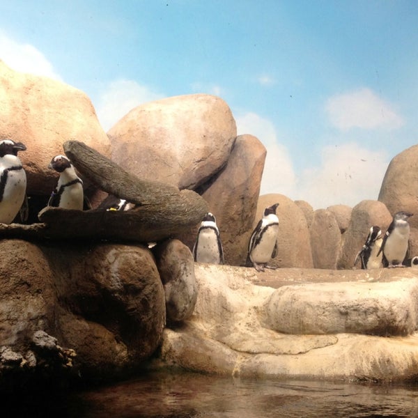 4/13/2013 tarihinde Angel G.ziyaretçi tarafından California Academy of Sciences'de çekilen fotoğraf