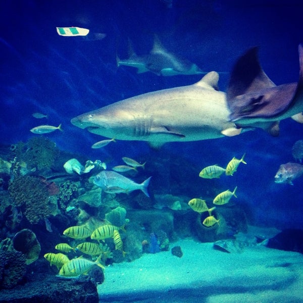 SEA LIFE Melbourne Aquarium Aquarium in Melbourne