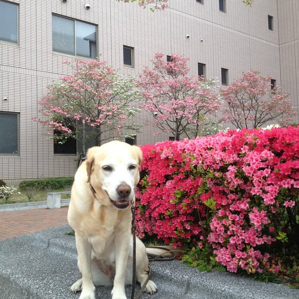 久留米大学医学部看護学科 久留米大学医学部看護学科