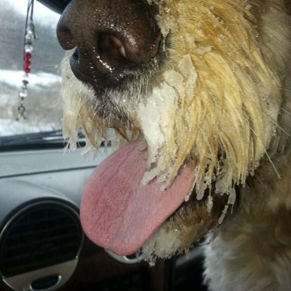 Photos at Wauwatosa Dog Park Dog Run in Wauwatosa