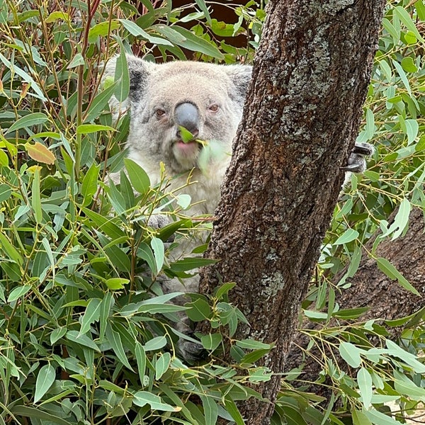 Das Foto wurde bei Taronga Zoo von Nick am 12/10/2023 aufgenommen