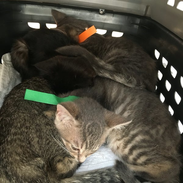  Forgotten Cats  Animal Shelter in Greenville