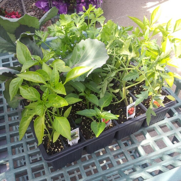 Ariemma's Garden Center Dongan Hills Staten Island, NY