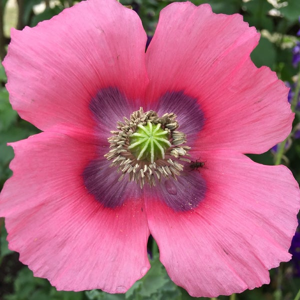 The Arbor Gate Flower Store