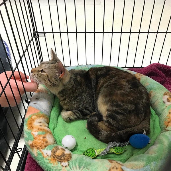 pet supplies plus alpine