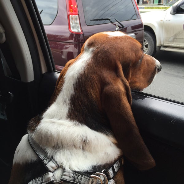 Animal Wonders Veterinary Clinic North Fairview Quezon City, Quezon City