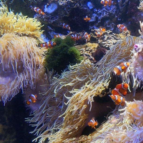 Photo taken at Waikiki Aquarium by Fabio P. on 5/13/2022