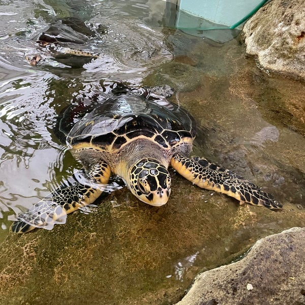 奄美海洋展示館 Aquarium In 奄美市 奄美海洋展示館 Aquarium In 奄美市