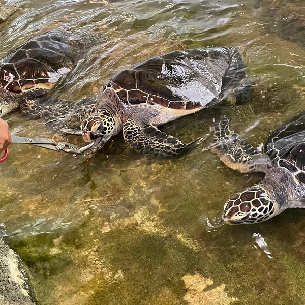 Photos At 奄美海洋展示館 Aquarium In 奄美市
