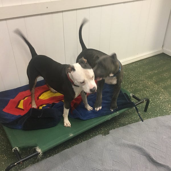 They are amazing! Always accommodate me and my puppies needs.  I have a pit bull and they don’t discriminate breeds which is amazing! Canine behaviorist on campus as well.