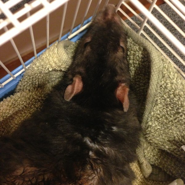 vca ocean view animal hospital